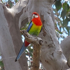 Platycercus eximius (Eastern Rosella) at Throsby, ACT - 20 Nov 2024 by RodDeb