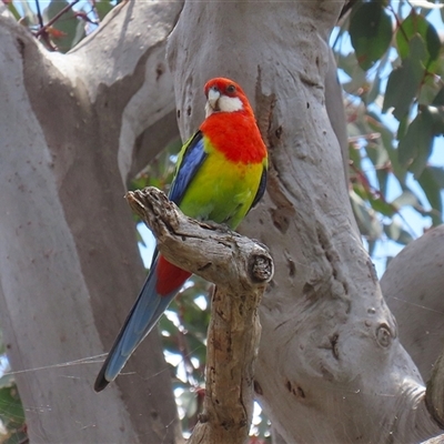 Platycercus eximius (Eastern Rosella) at Throsby, ACT - 20 Nov 2024 by RodDeb