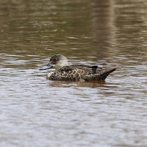 Anas gracilis at Throsby, ACT - 20 Nov 2024 11:28 AM