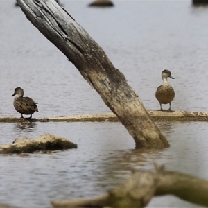 Anas gracilis at Throsby, ACT - 20 Nov 2024 11:28 AM