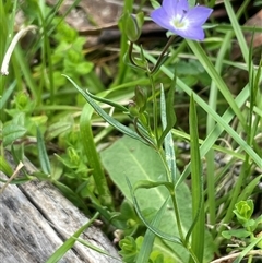 Veronica gracilis at Tinderry, NSW - 20 Nov 2024 by JaneR