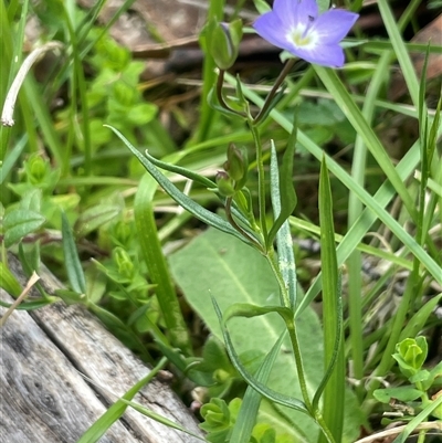 Veronica gracilis at Tinderry, NSW - 20 Nov 2024 by JaneR