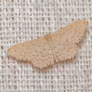 Idaea philocosma at Harrison, ACT - 20 Nov 2024