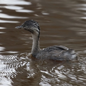 Poliocephalus poliocephalus at Throsby, ACT - 20 Nov 2024 11:50 AM