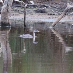 Poliocephalus poliocephalus at Throsby, ACT - 20 Nov 2024 11:50 AM