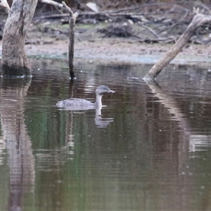 Poliocephalus poliocephalus at Throsby, ACT - 20 Nov 2024 11:50 AM