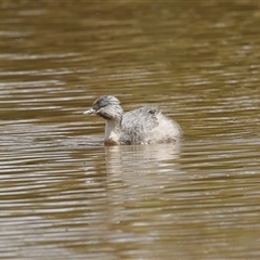 Poliocephalus poliocephalus at Throsby, ACT - 20 Nov 2024