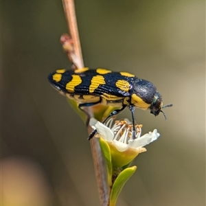 Castiarina octospilota at Holder, ACT - 21 Nov 2024