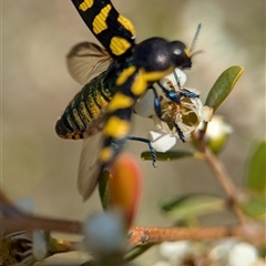 Castiarina octospilota at Holder, ACT - 21 Nov 2024