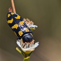 Castiarina octospilota at Holder, ACT - 21 Nov 2024