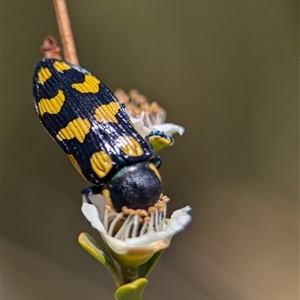 Castiarina octospilota at Holder, ACT - 21 Nov 2024 01:42 PM