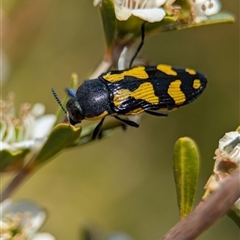 Castiarina octospilota at Holder, ACT - 21 Nov 2024 01:42 PM