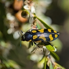 Castiarina octospilota at Holder, ACT - 21 Nov 2024