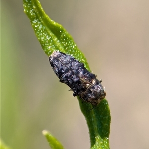 Diphucrania sp. (genus) at Wright, ACT by Miranda