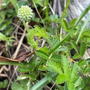 Acaena novae-zelandiae at Tinderry, NSW by JaneR