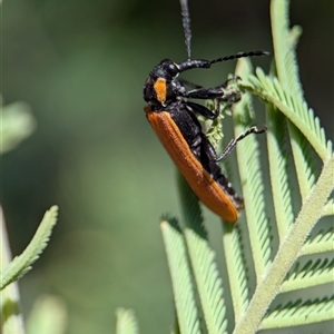 Rhinotia haemoptera at Coombs, ACT - 21 Nov 2024 01:29 PM