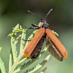 Rhinotia haemoptera at Coombs, ACT - 21 Nov 2024