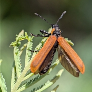 Rhinotia haemoptera at Coombs, ACT - 21 Nov 2024 01:29 PM