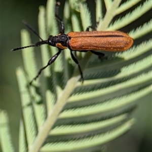 Rhinotia haemoptera at Coombs, ACT - 21 Nov 2024