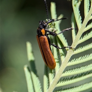 Rhinotia haemoptera at Coombs, ACT - 21 Nov 2024