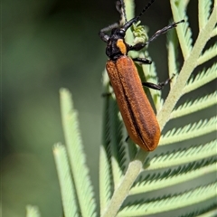 Rhinotia haemoptera at Coombs, ACT - 21 Nov 2024