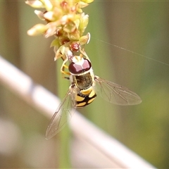 Simosyrphus grandicornis at Throsby, ACT - 20 Nov 2024 by RodDeb