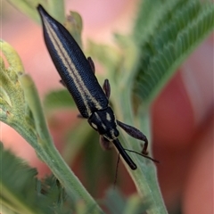 Rhinotia suturalis (Belid weevil) at Holder, ACT - 21 Nov 2024 by Miranda