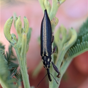 Rhinotia suturalis at Holder, ACT - 21 Nov 2024 01:06 PM