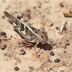 Oedaleus australis at Throsby, ACT - 20 Nov 2024 by RodDeb