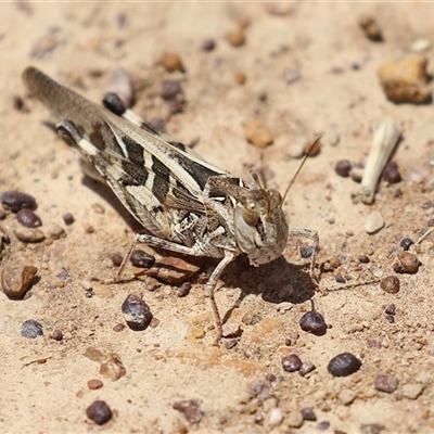 Oedaleus australis (Australian Oedaleus) at Throsby, ACT - 20 Nov 2024 by RodDeb