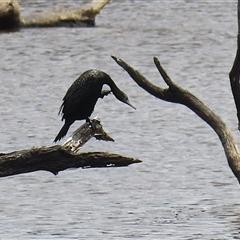 Phalacrocorax sulcirostris (Little Black Cormorant) at Throsby, ACT - 20 Nov 2024 by RodDeb