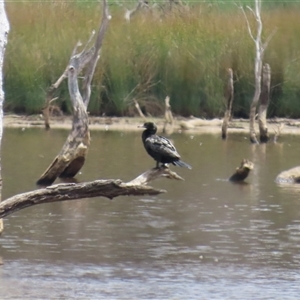 Phalacrocorax sulcirostris at Throsby, ACT - 20 Nov 2024 11:26 AM