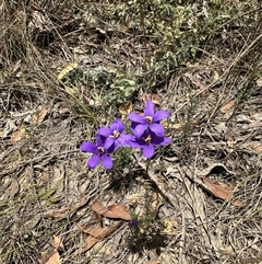 Cheiranthera linearis (Finger Flower) at Murrumbateman, NSW - 21 Nov 2024 by Batogal