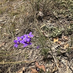 Cheiranthera linearis at Murrumbateman, NSW - 21 Nov 2024