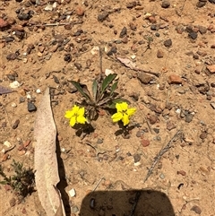 Goodenia pinnatifida at Murrumbateman, NSW - 21 Nov 2024 by Batogal