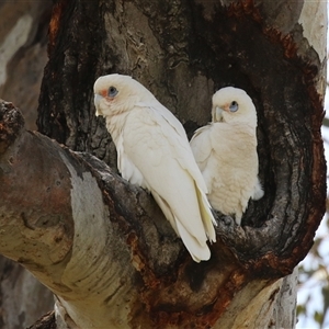 Cacatua sanguinea at Throsby, ACT - 20 Nov 2024 11:42 AM