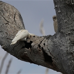 Cacatua sanguinea at Throsby, ACT - 20 Nov 2024