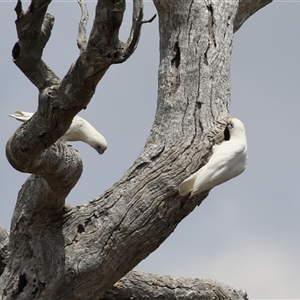 Cacatua sanguinea at Throsby, ACT - 20 Nov 2024 11:42 AM