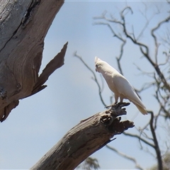 Cacatua sanguinea at Throsby, ACT - 20 Nov 2024