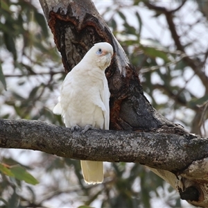 Cacatua sanguinea at Throsby, ACT - 20 Nov 2024 11:42 AM