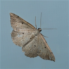 Taxeotis (genus) (Unidentified Taxeotis geometer moths) at Harrison, ACT - 20 Nov 2024 by DPRees125