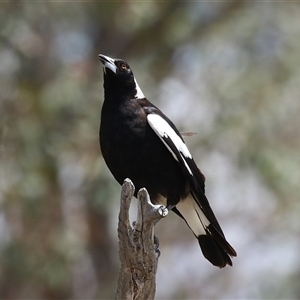 Gymnorhina tibicen at Throsby, ACT by RodDeb