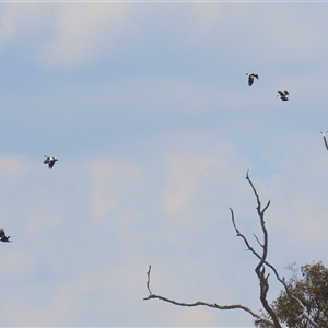 Gymnorhina tibicen at Throsby, ACT - 20 Nov 2024