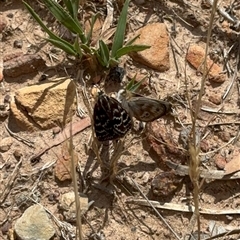 Synemon plana at Murrumbateman, NSW - 21 Nov 2024 by Batogal