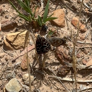 Synemon plana at Murrumbateman, NSW by Batogal