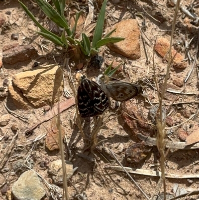 Synemon plana (Golden Sun Moth) at Murrumbateman, NSW - 21 Nov 2024 by Batogal