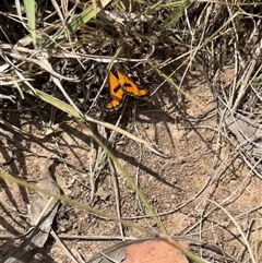 Synemon plana at Murrumbateman, NSW - 21 Nov 2024 02:13 PM