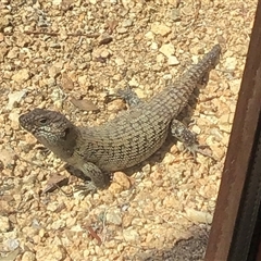 Egernia cunninghami (Cunningham's Skink) at Bungendore, NSW - 21 Nov 2024 by yellowboxwoodland