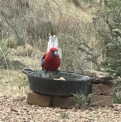 Platycercus elegans at Bungendore, NSW - suppressed