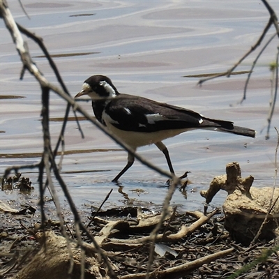 Grallina cyanoleuca (Magpie-lark) at Throsby, ACT - 20 Nov 2024 by RodDeb